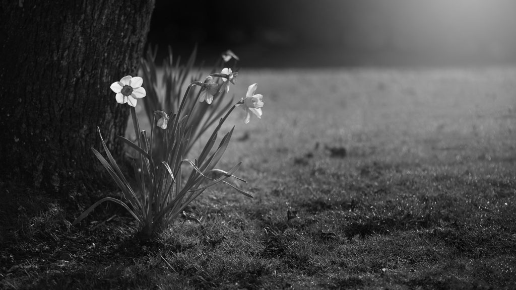 Il vento e il narciso - Emilia barbato